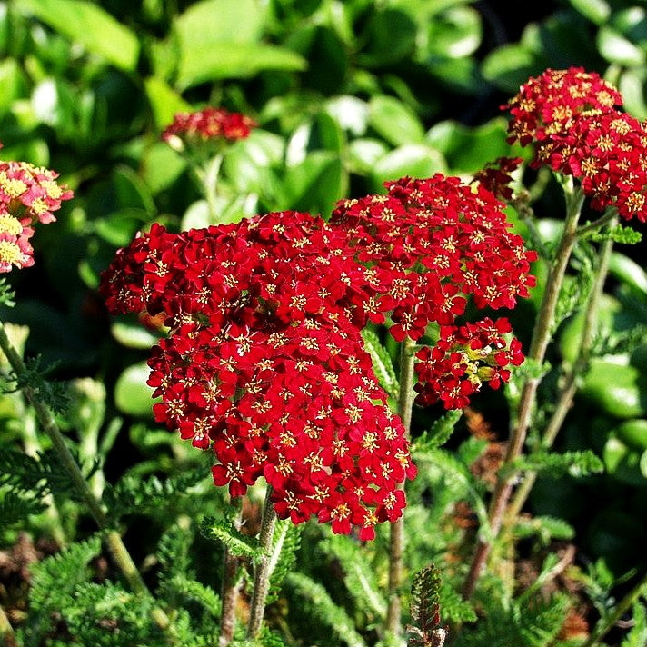 Garten-Schaf-Garbe 'Summer Fruits Carmine' (Achillea millef.)