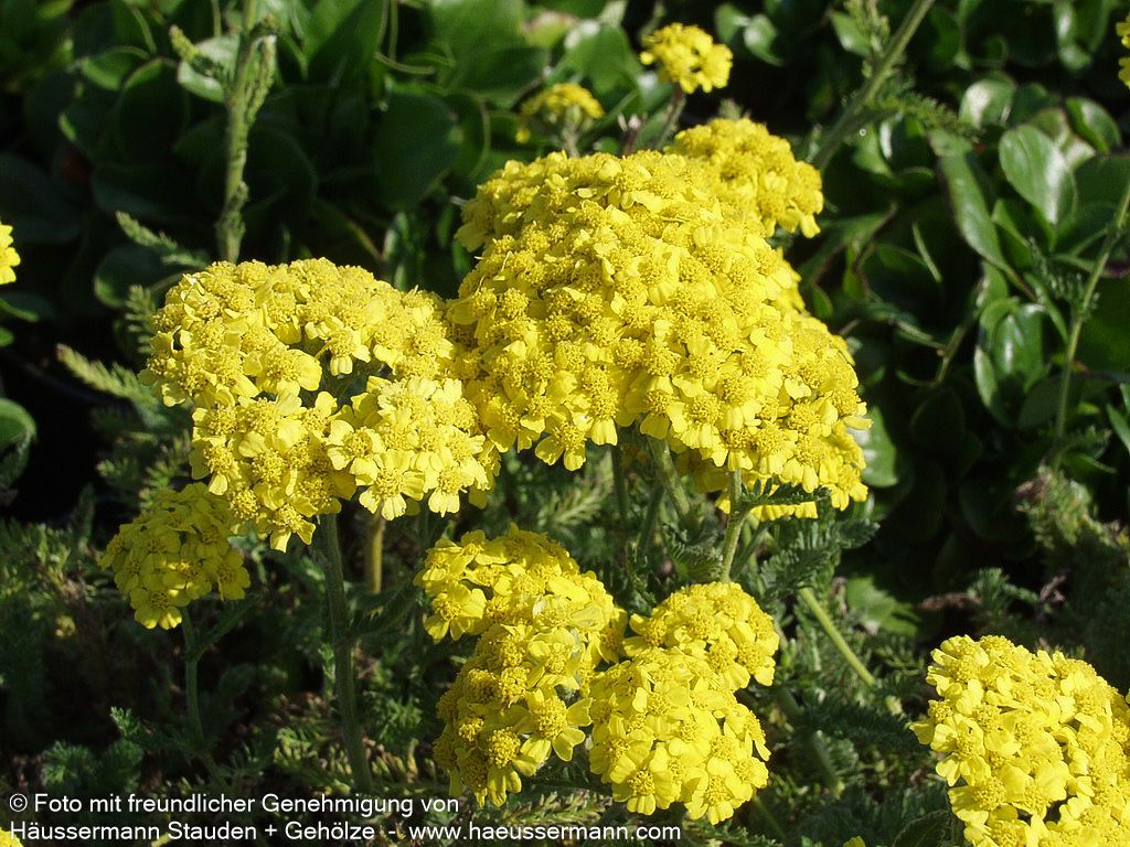 Garten-Schaf-Garbe 'Summer Fruits Lemon' (Achillea millef.)