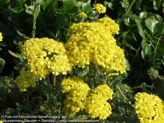 Garten-Schaf-Garbe 'Summer Fruits Lemon' (Achillea millef.)