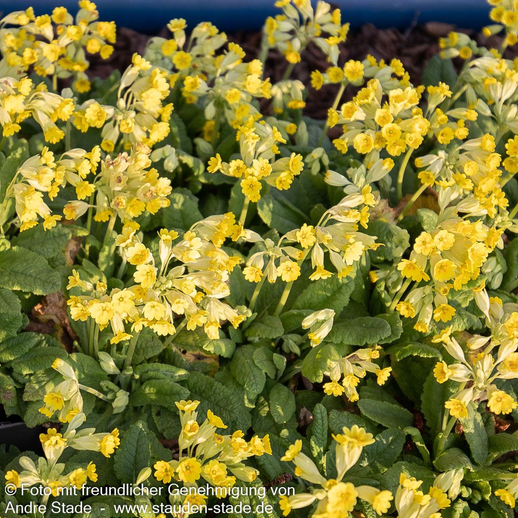 Garten-Schlüsselblume 'Cabrillo' (Primula veris)