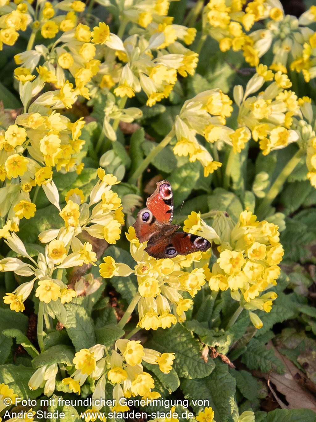 Garten-Schlüsselblume 'Cabrillo' (Primula veris)