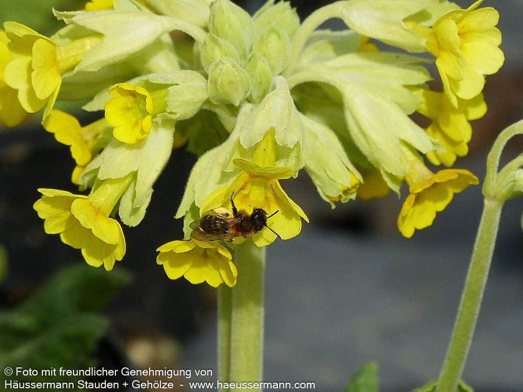 Garten-Schlüsselblume 'Cabrillo' (Primula veris)