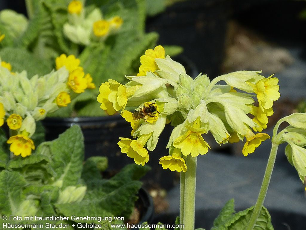 Garten-Schlüsselblume 'Cabrillo' (Primula veris)