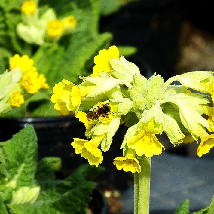 Garten-Schlüsselblume 'Cabrillo' (Primula veris)