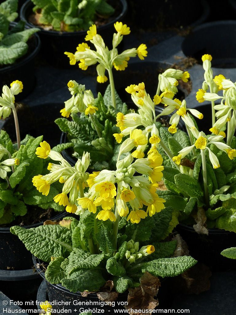 Garten-Schlüsselblume 'Cabrillo' (Primula veris)