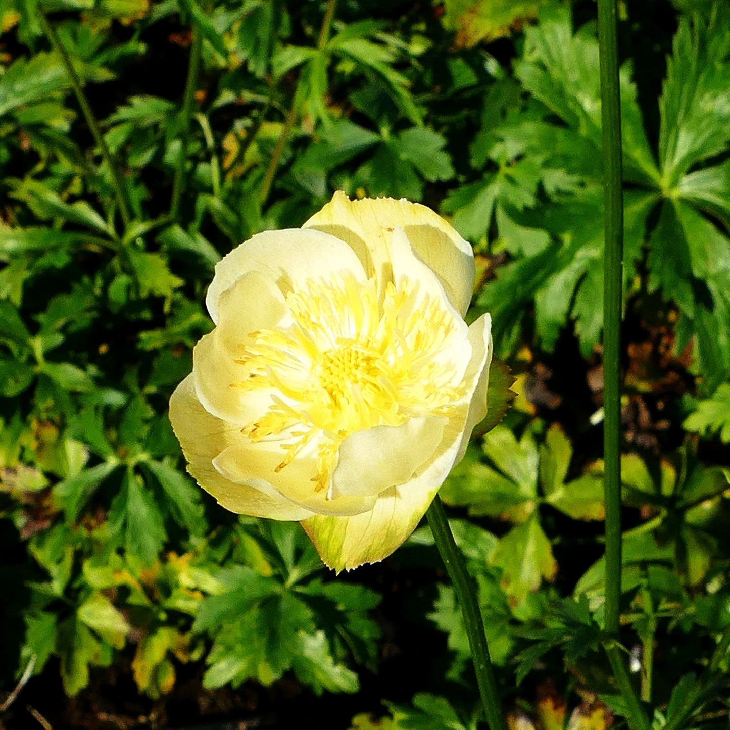 Garten-Trollblume 'New Moon' (Trollius x cult.)