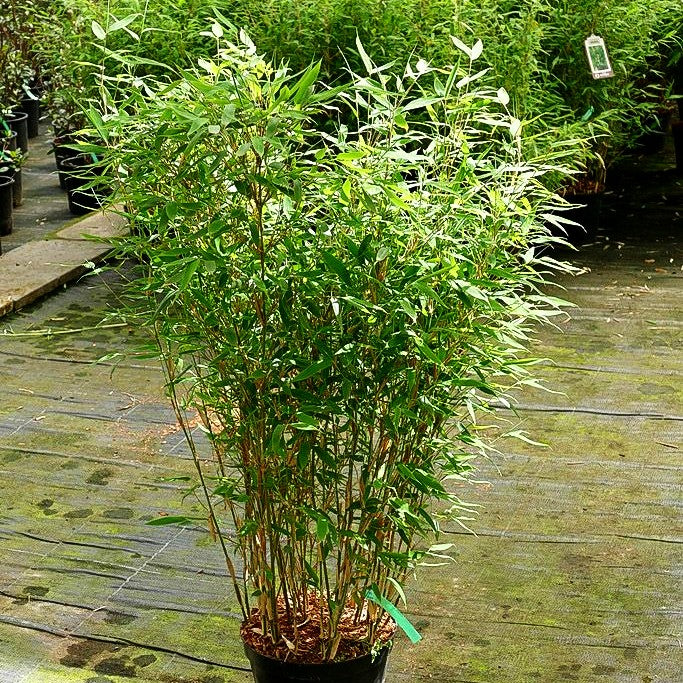 Gartenbambus 'Maasai' (Fargesia murielae)