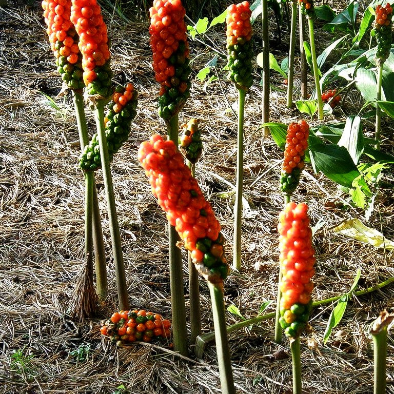 Geaderter Aronstab (Arum italicum)
