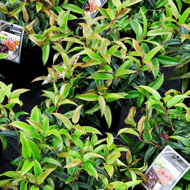Gebogene Traubenheide 'Carinella' (Leucothoe fontanesia)