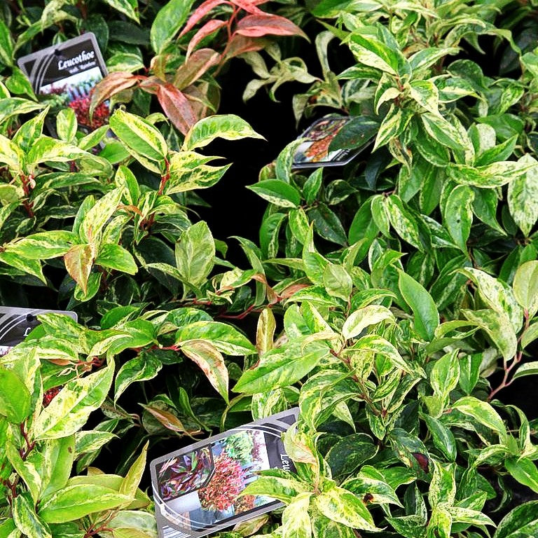 Gebogene Traubenheide 'Rainbow' (Leucothoe fontanesia)