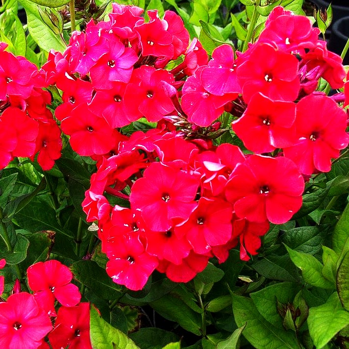 Gedrungene Flammenblume 'Peacock Cherry Red' (Phlox paniculata)