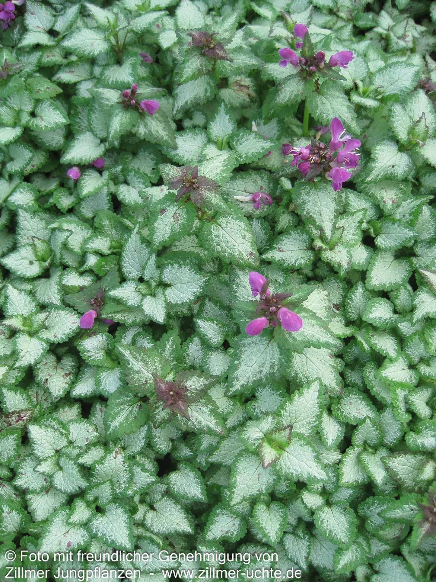 Gefleckte Taubnessel 'Beacon Silver' (Lamium maculatum)