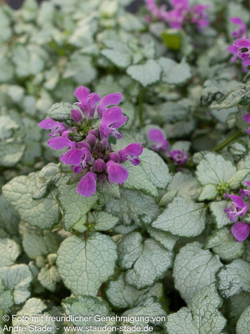 Gefleckte Taubnessel 'Beacon Silver' (Lamium maculatum)