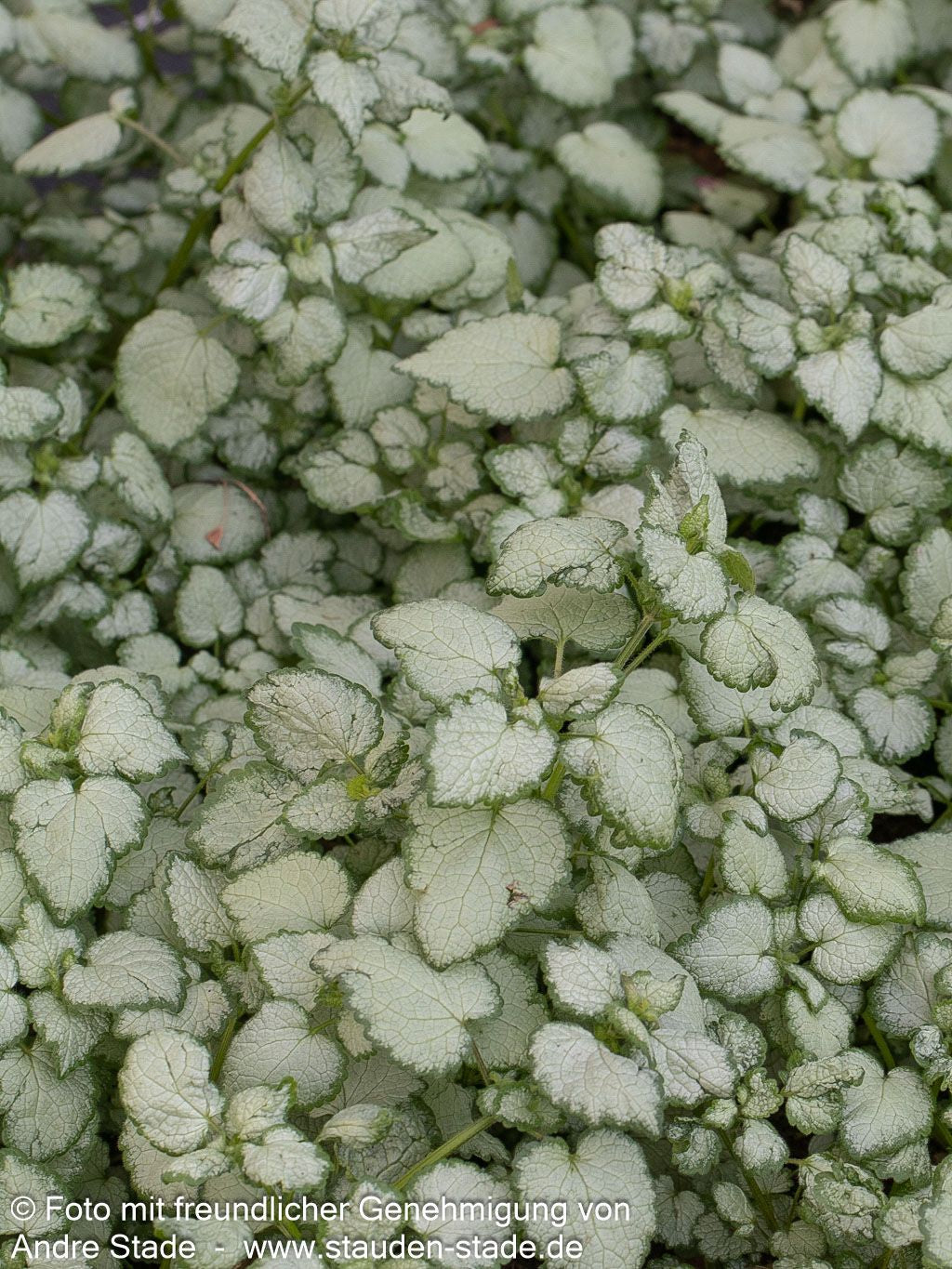 Gefleckte Taubnessel 'Beacon Silver' (Lamium maculatum)