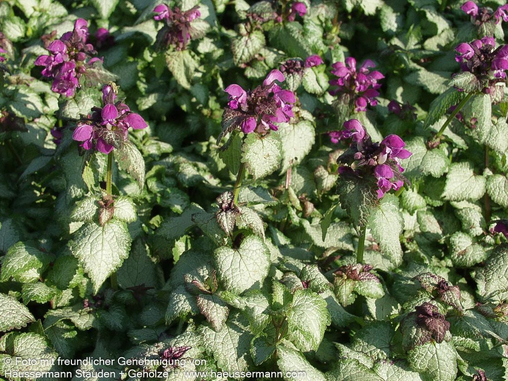 Gefleckte Taubnessel 'Beacon Silver' (Lamium maculatum)