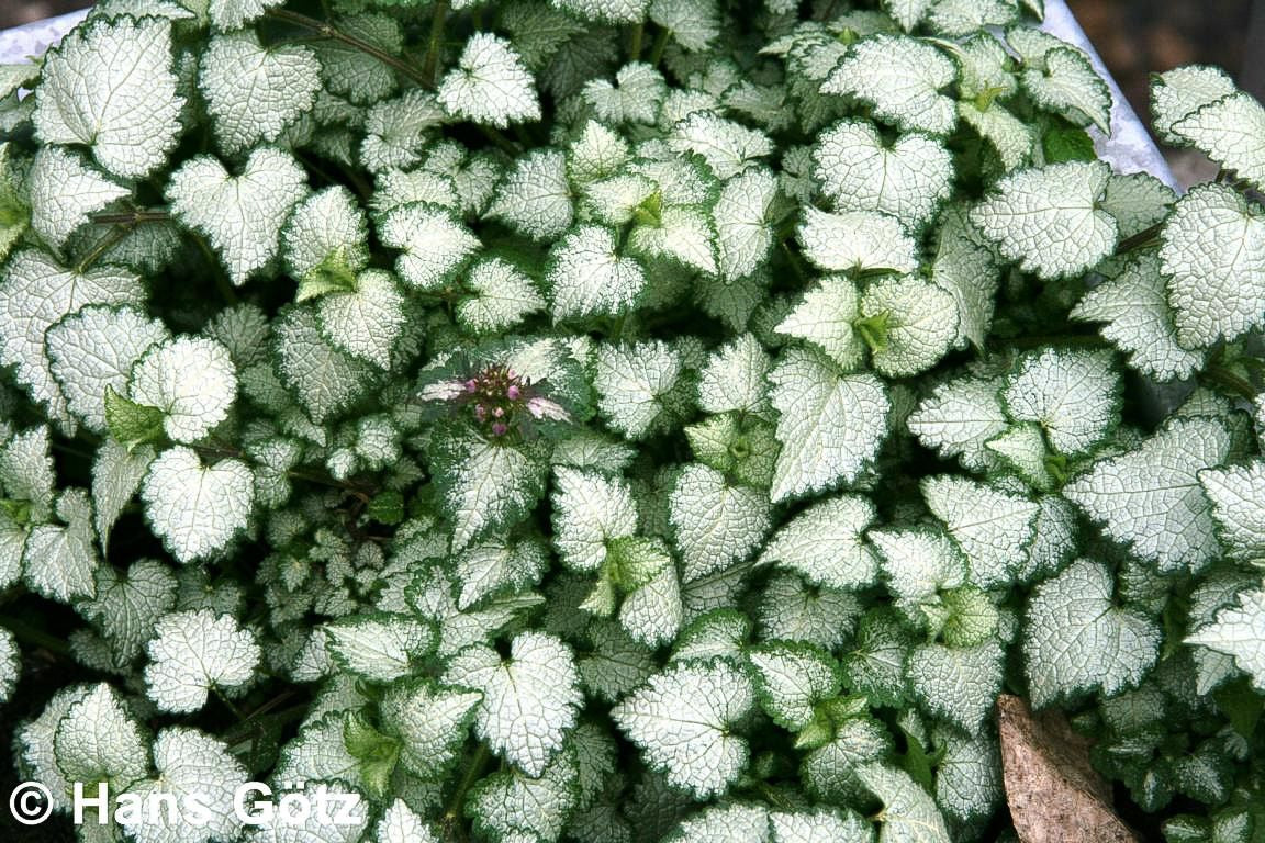 Gefleckte Taubnessel 'Beacon Silver' (Lamium maculatum)