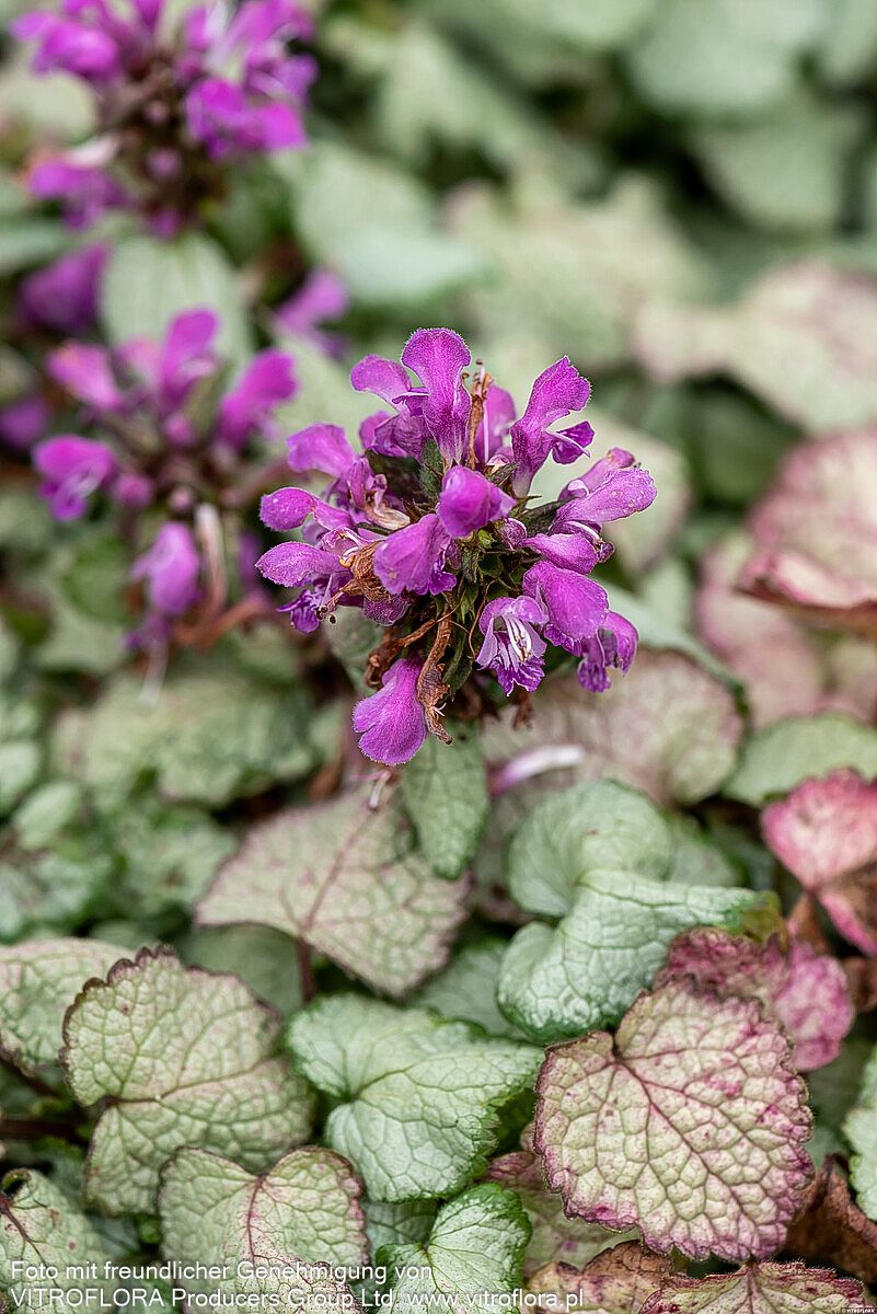 Gefleckte Taubnessel 'Beacon Silver' (Lamium maculatum)