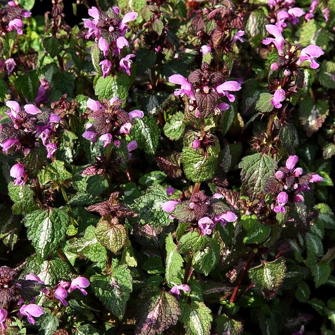 Gefleckte Taubnessel 'Chequers' (Lamium maculatum)