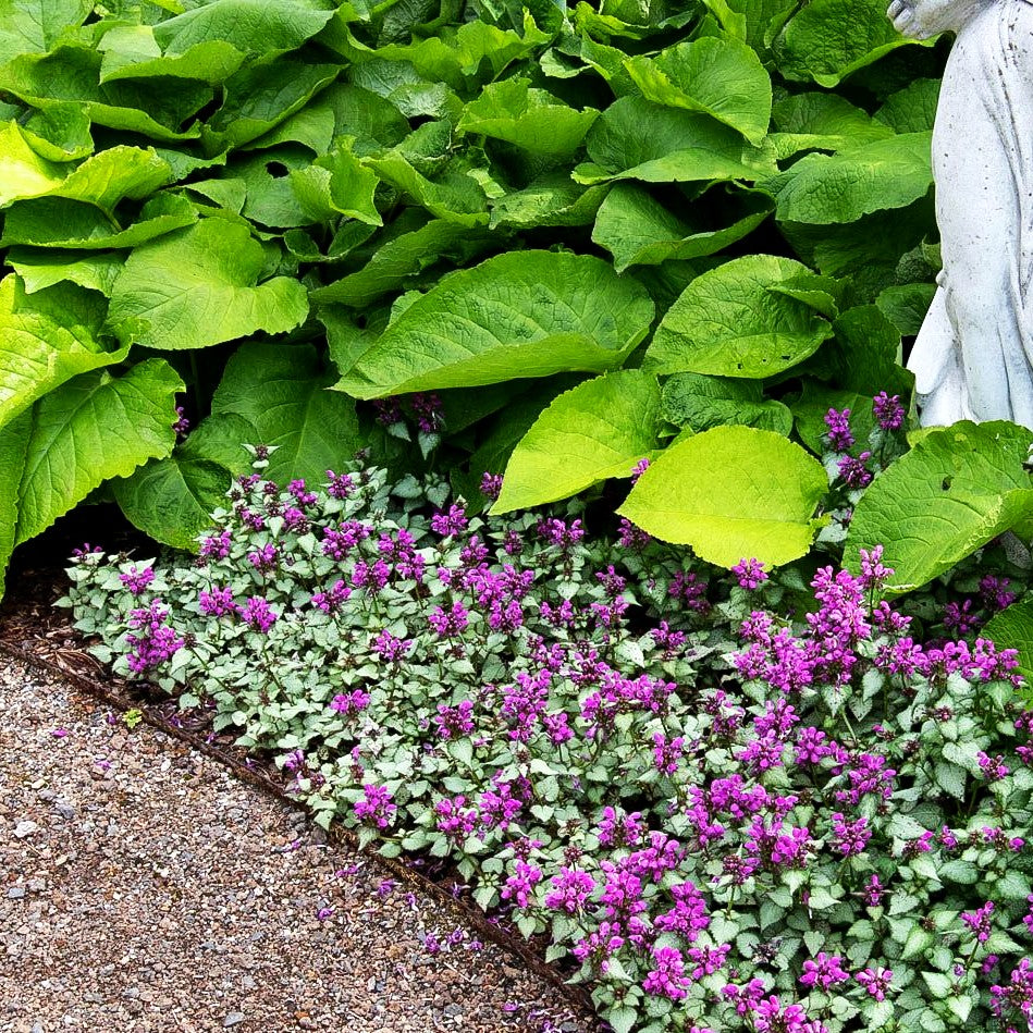 Gefleckte Taubnessel 'Pink Pewter' (Lamium maculatum)