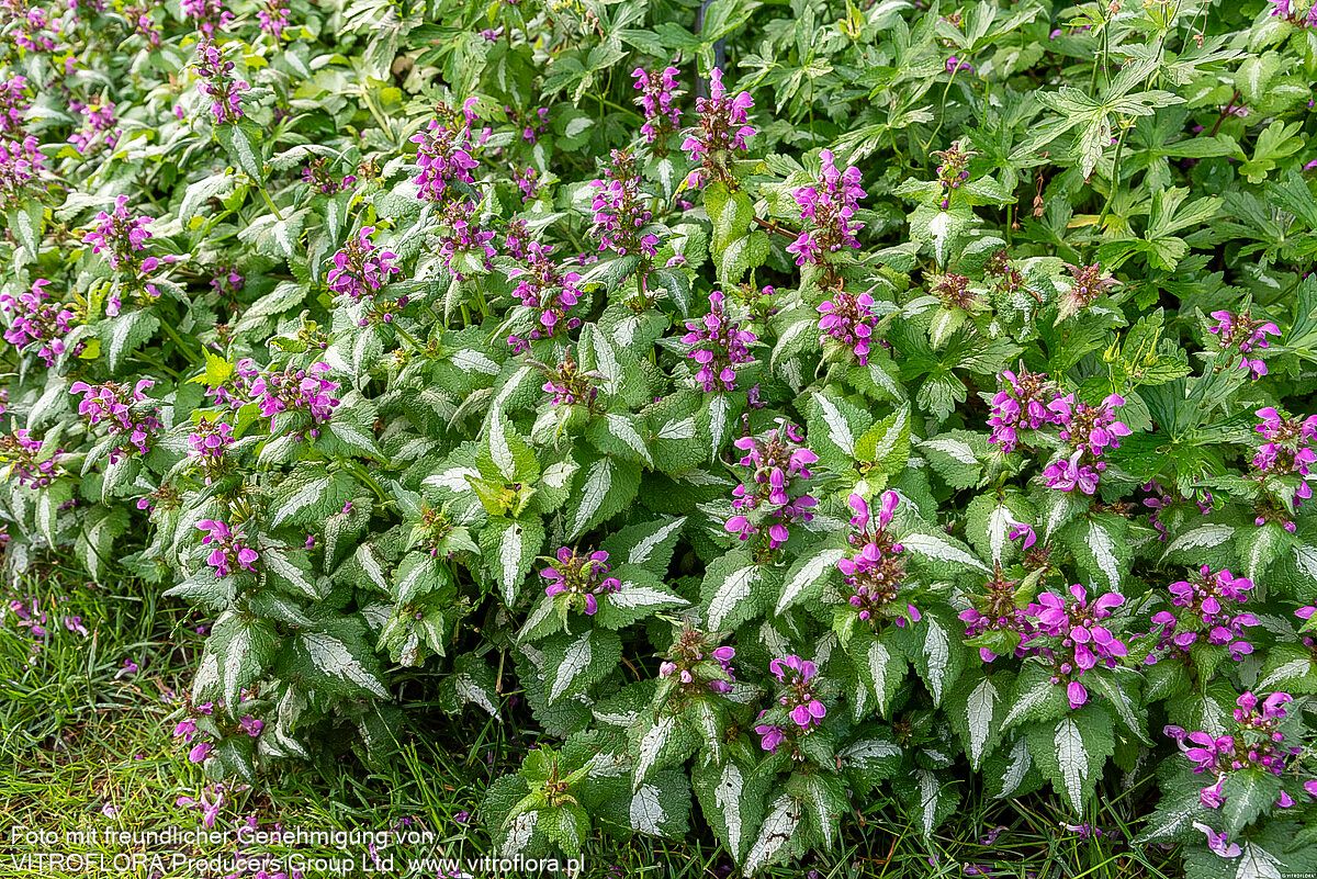 Gefleckte Taubnessel 'Roseum' (Lamium maculatum)