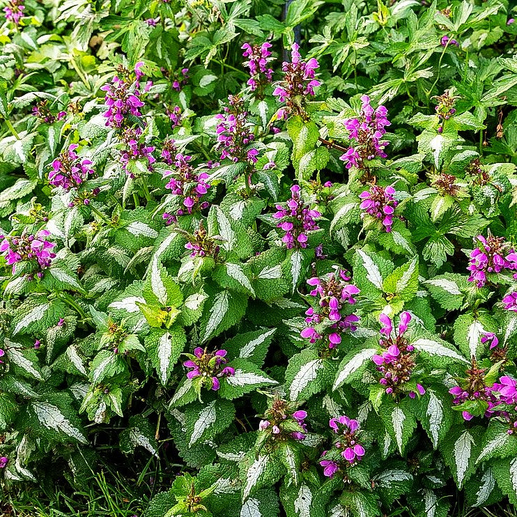 Gefleckte Taubnessel 'Roseum' (Lamium maculatum)