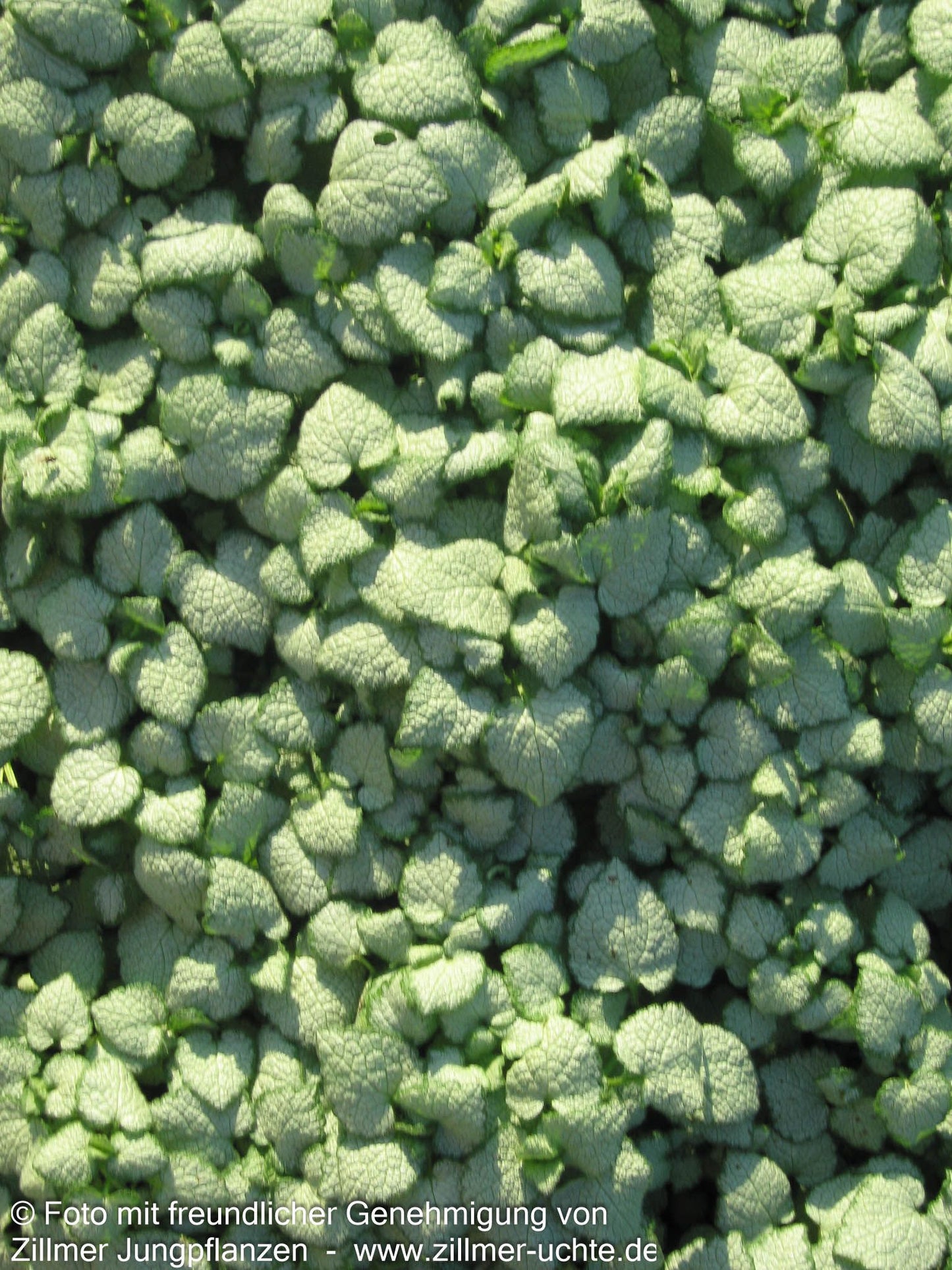 Gefleckte Taubnessel 'White Nancy' (Lamium maculatum)
