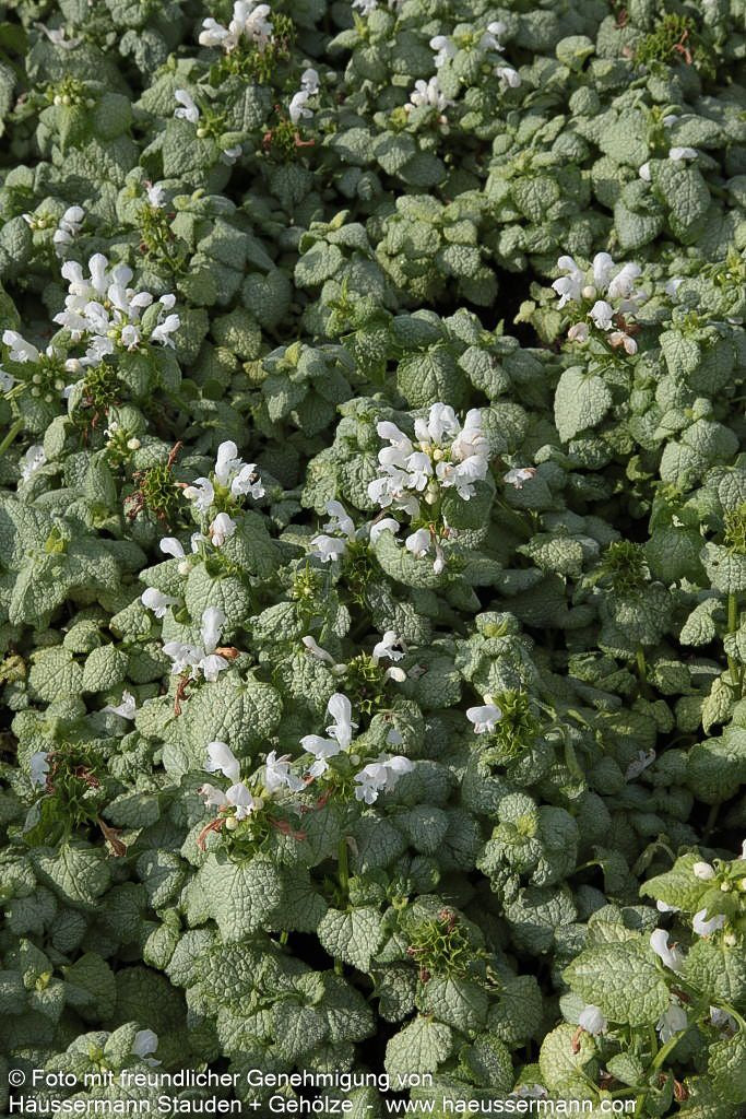 Gefleckte Taubnessel 'White Nancy' (Lamium maculatum)