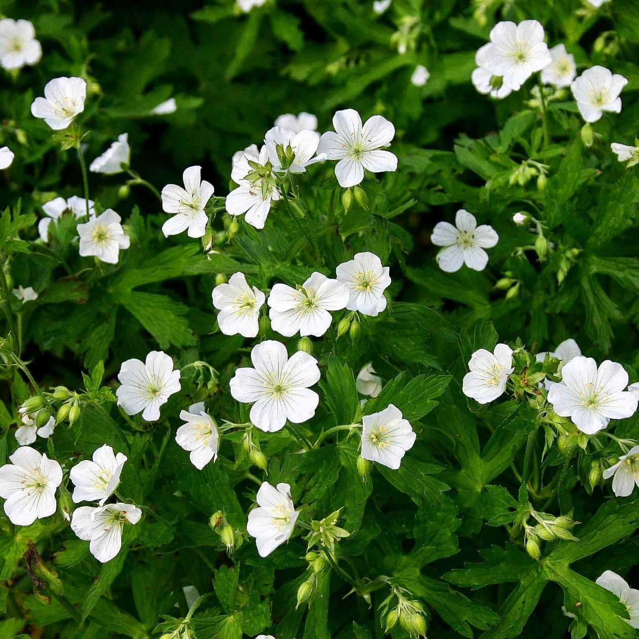 Gefleckter Storchschnabel 'Album' (Geranium maculatum)