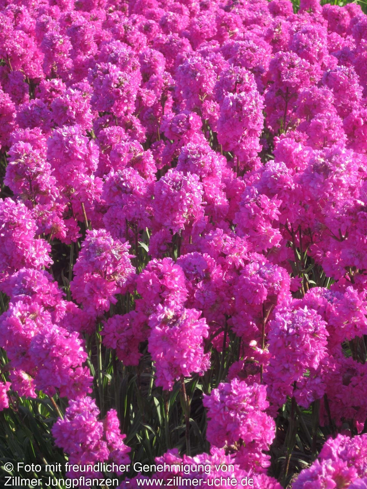 Gefülltblühende Pechnelke 'Plena' (Lychnis viscaria)