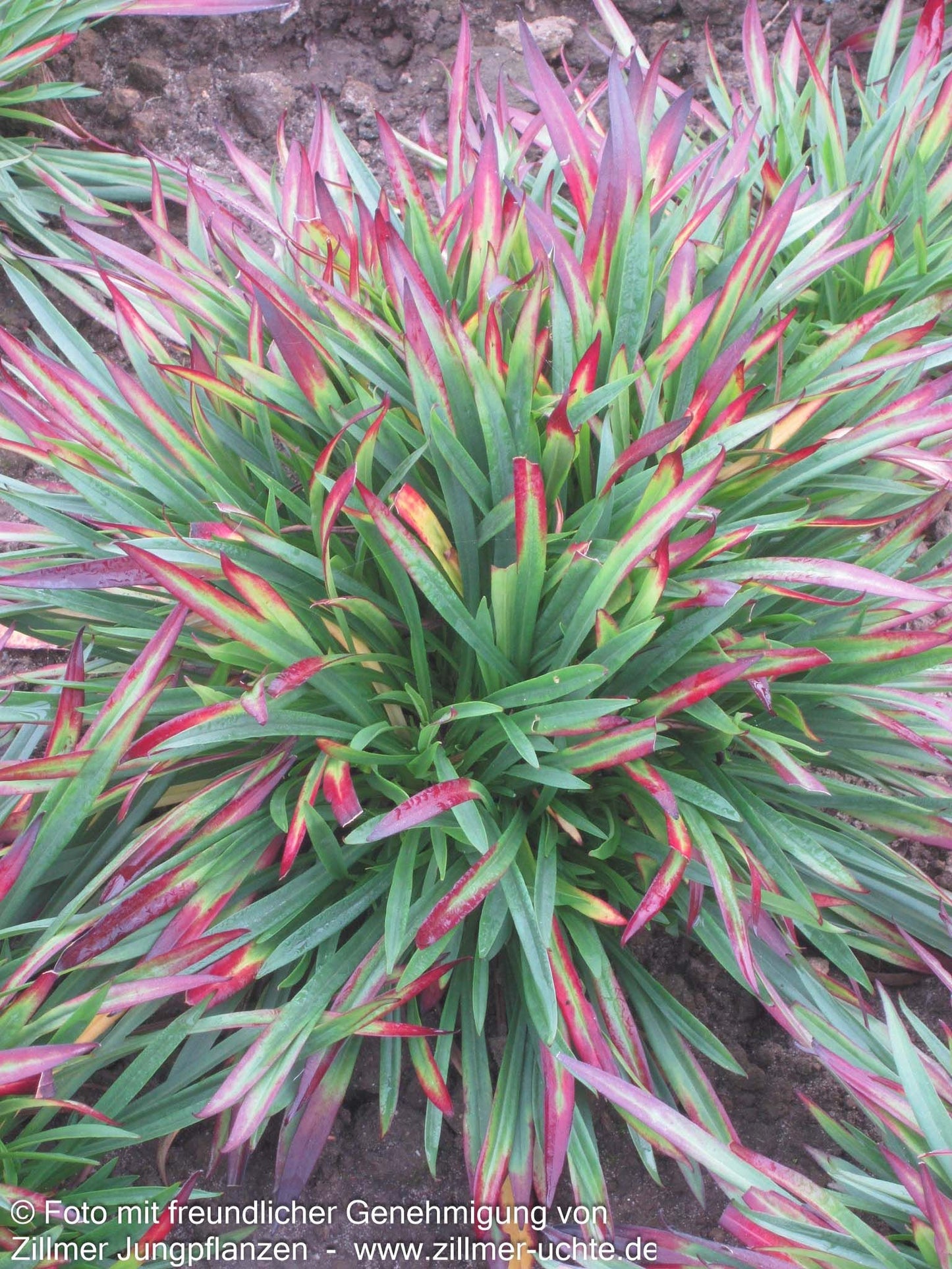 Gefülltblühende Pechnelke 'Plena' (Lychnis viscaria)