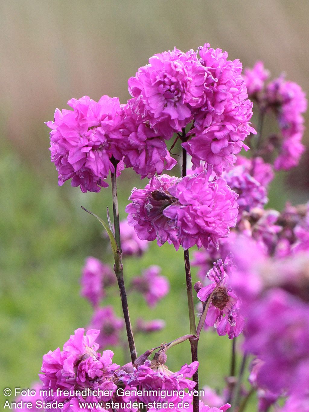 Gefülltblühende Pechnelke 'Plena' (Lychnis viscaria)
