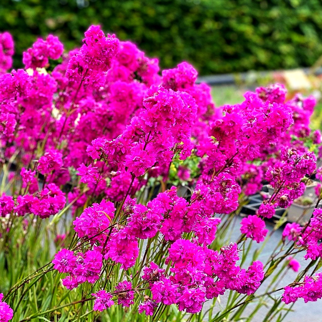Gefülltblühende Pechnelke 'Plena' (Lychnis viscaria)