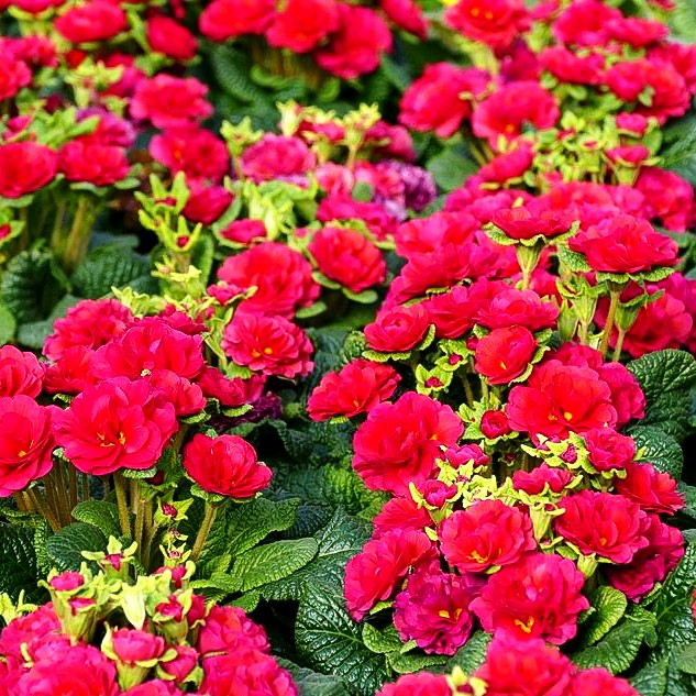 Gefülltblühende Primel 'Carmen' (Primula vulg. Belarina)