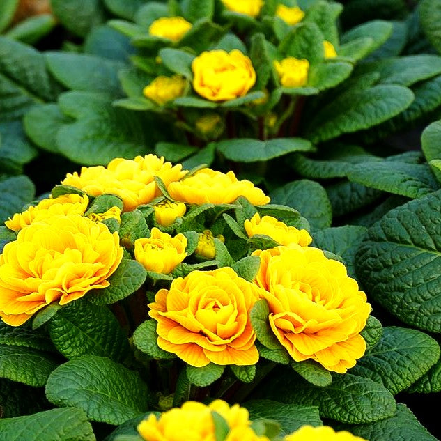 Gefülltblühende Primel 'Goldie' (Primula vulg. Belarina)