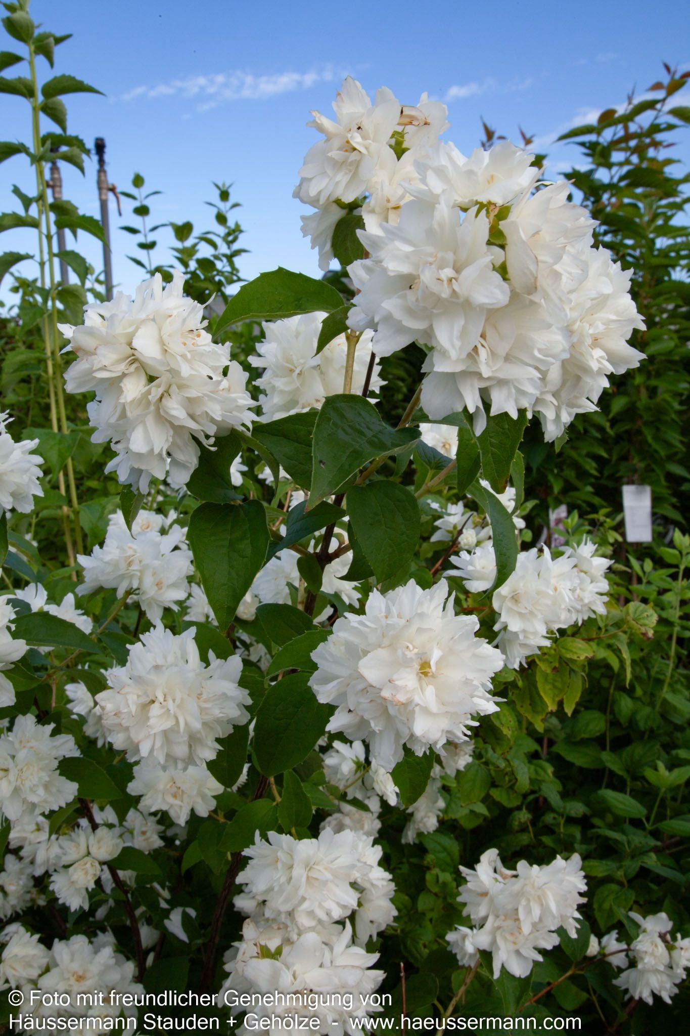 Gefülltblühender Pfeifenstrauch 'Schneesturm' (Philadelphus Virginalis-Grp.)