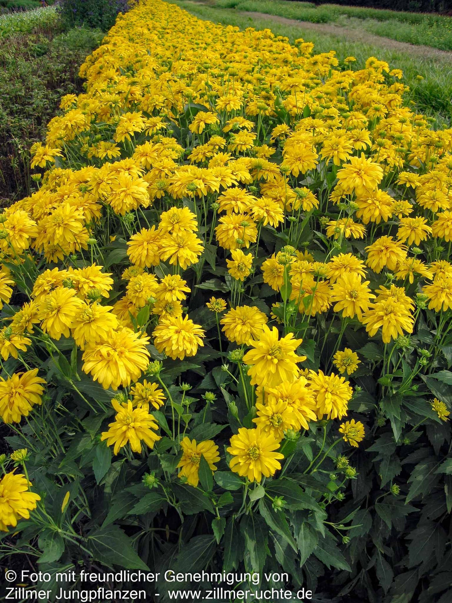 Gefülltblühender Sonnenhut 'Goldquelle' (Rudbeckia laciniata)
