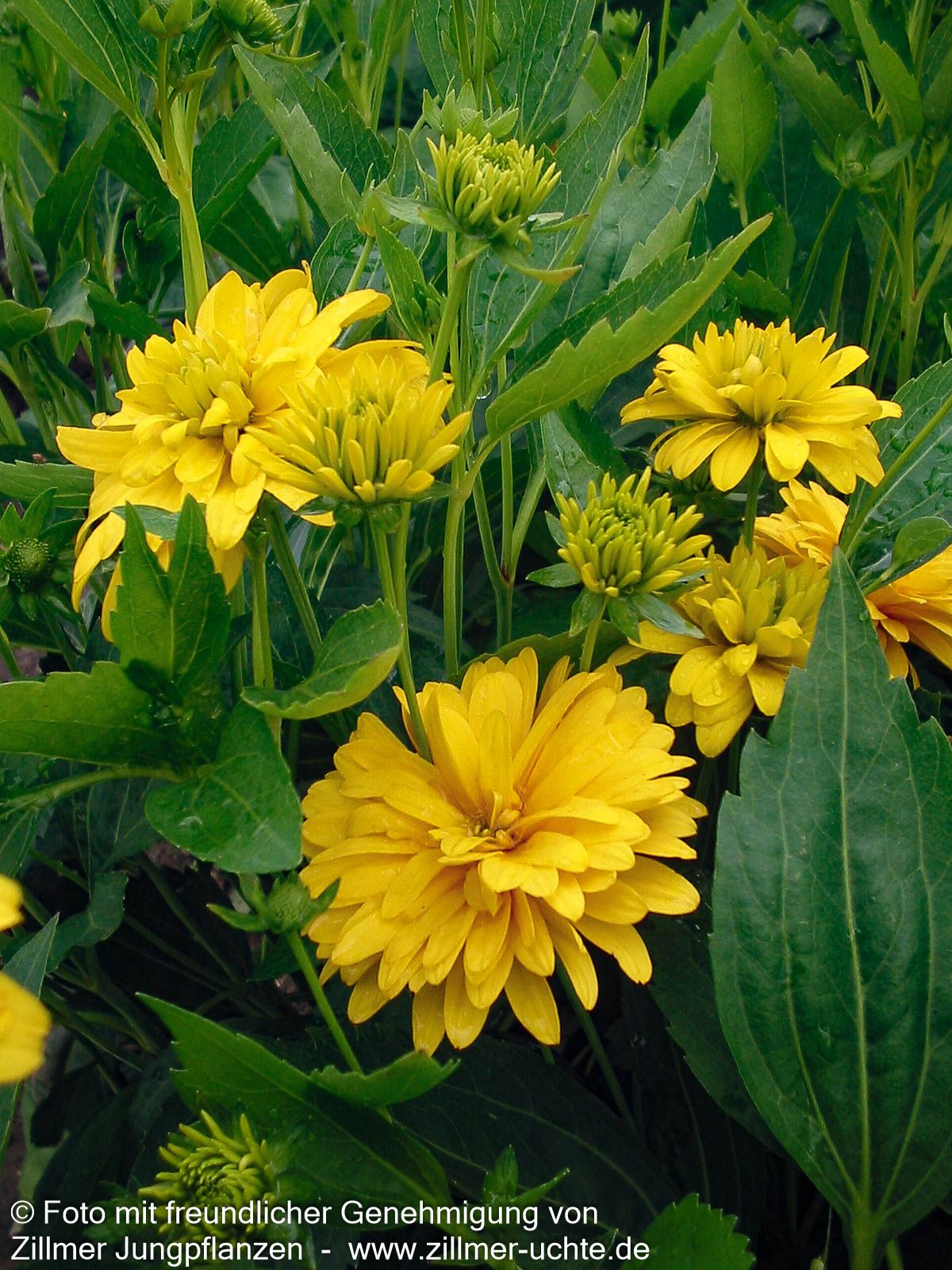 Gefülltblühender Sonnenhut 'Goldquelle' (Rudbeckia laciniata)