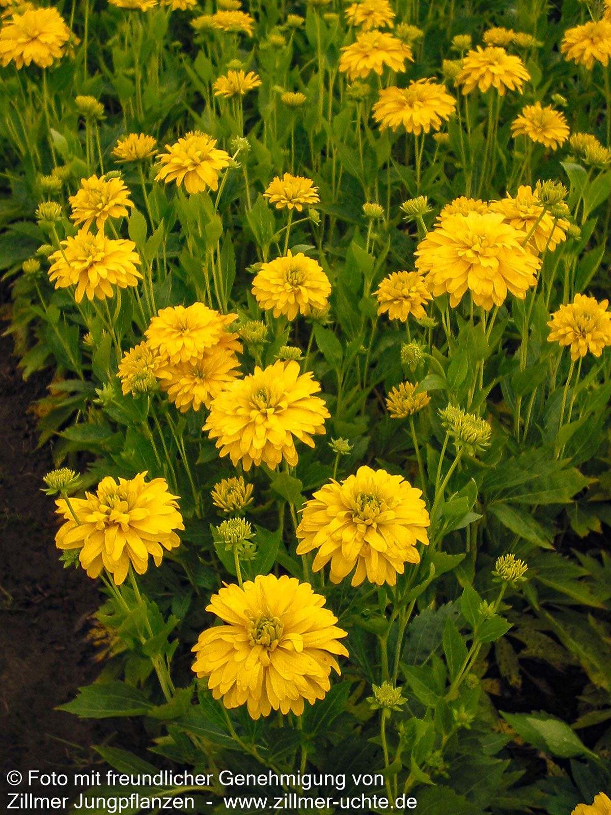 Gefülltblühender Sonnenhut 'Goldquelle' (Rudbeckia laciniata)