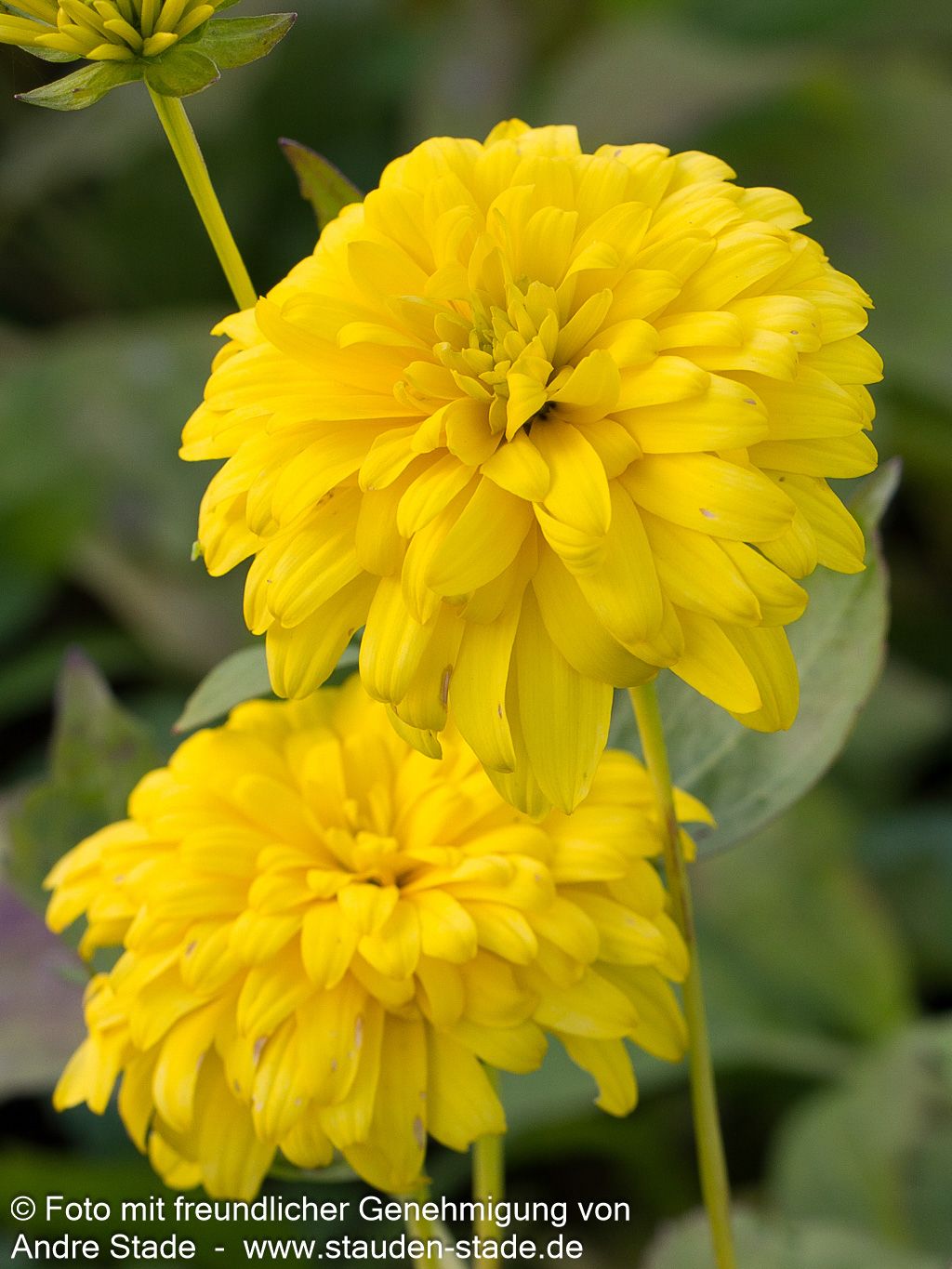 Gefülltblühender Sonnenhut 'Goldquelle' (Rudbeckia laciniata)
