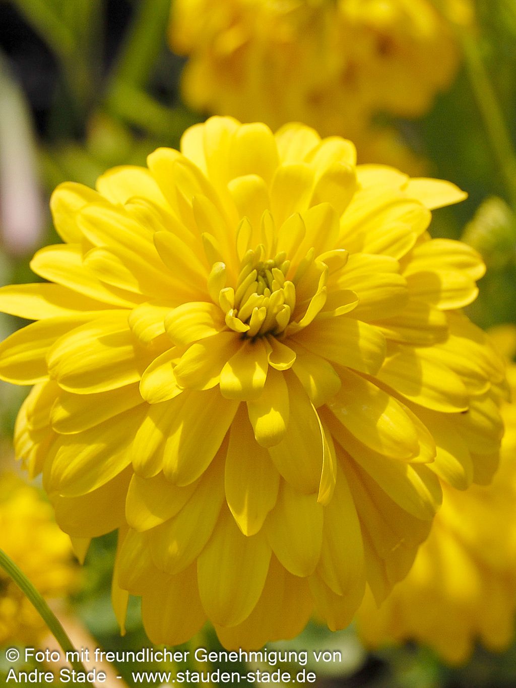 Gefülltblühender Sonnenhut 'Goldquelle' (Rudbeckia laciniata)