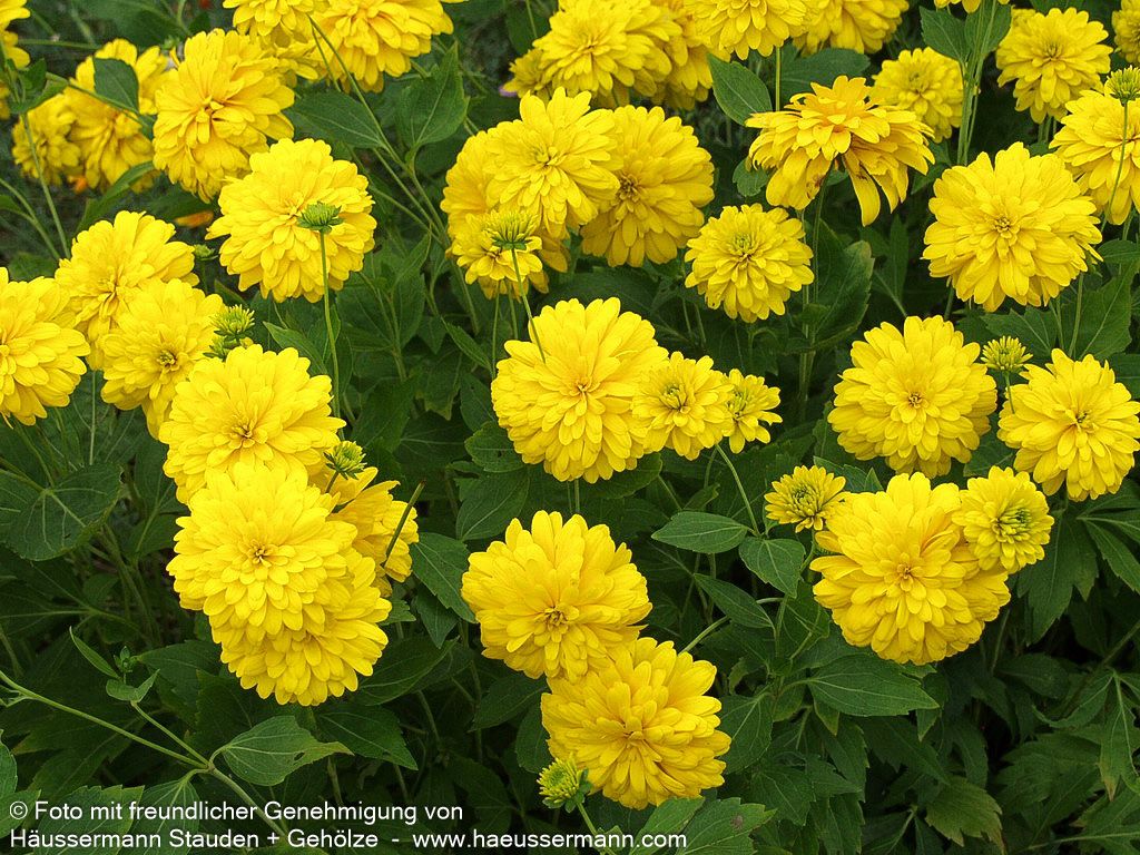 Gefülltblühender Sonnenhut 'Goldquelle' (Rudbeckia laciniata)