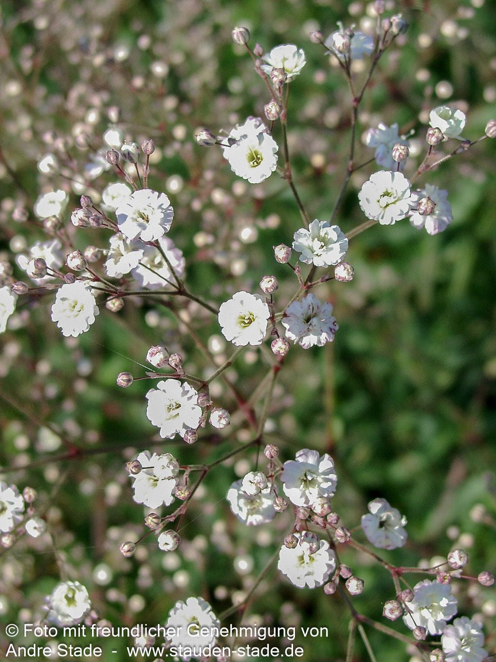Gefülltblühendes Schleierkraut 'Bristol Fairy' (Gypsophila paniculata)