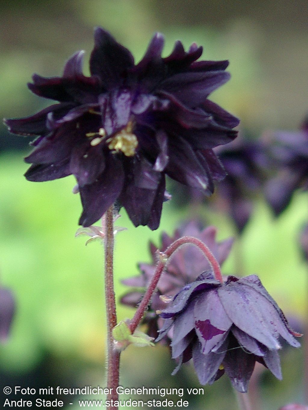 Gefüllte Akelei 'Black Barlow' (Aquilegia vulgaris)
