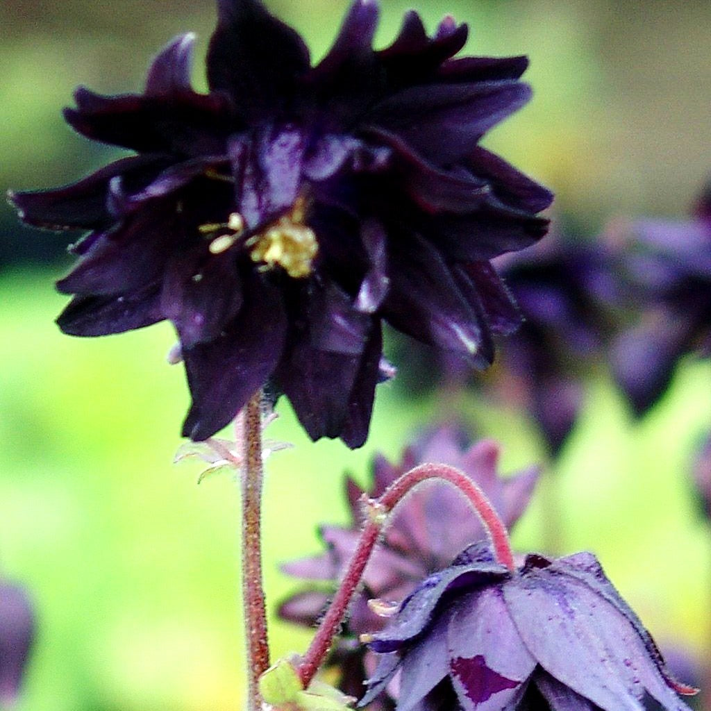 Gefüllte Akelei 'Black Barlow' (Aquilegia vulgaris)