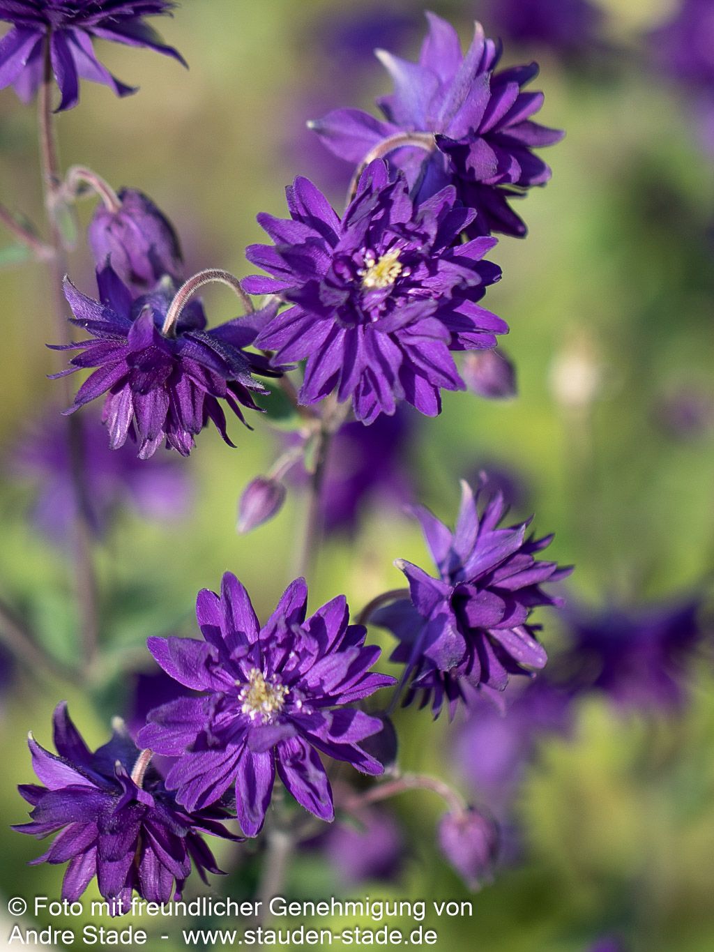 Gefüllte Akelei 'Blue Barlow' (Aquilegia vulgaris)