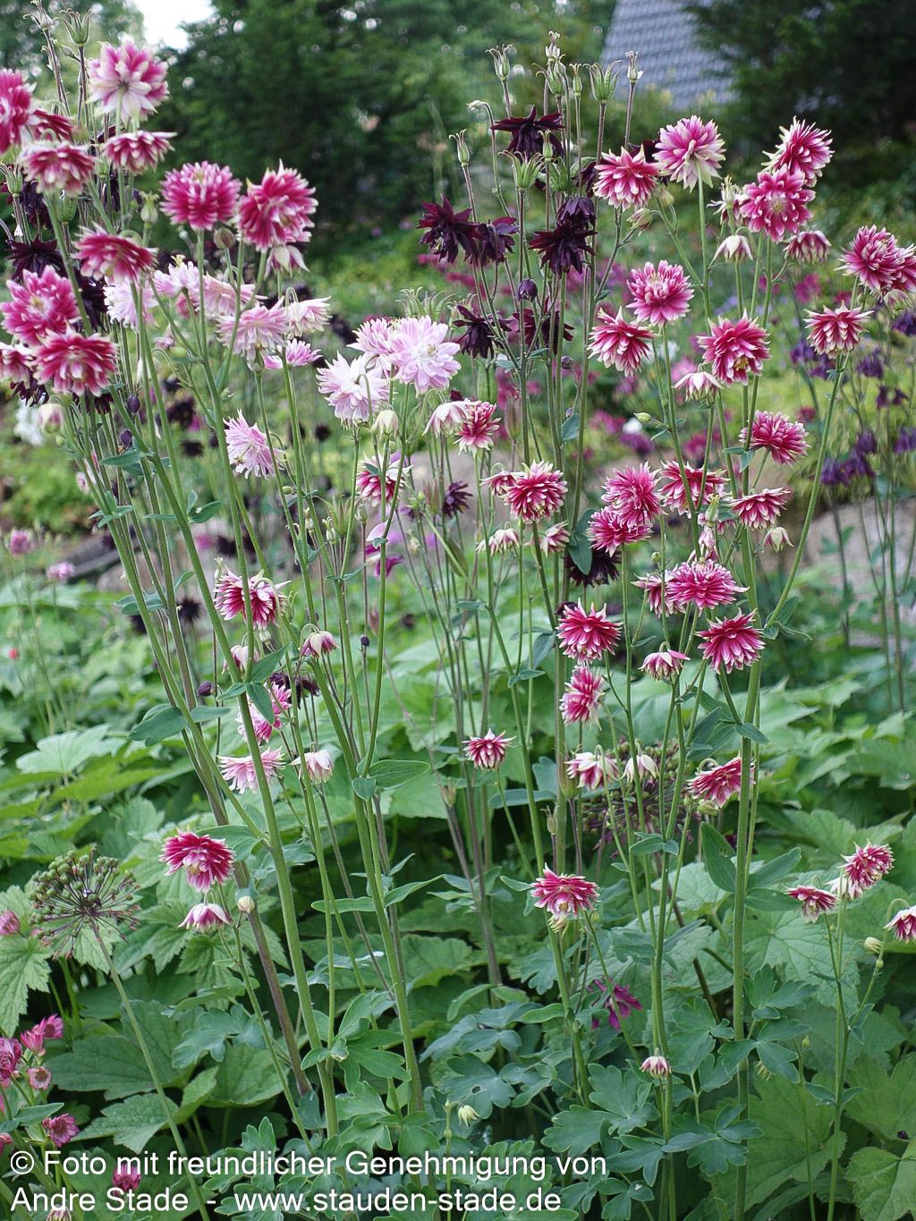 Gefüllte Akelei 'Nora Barlow' (Aquilegia vulgaris)