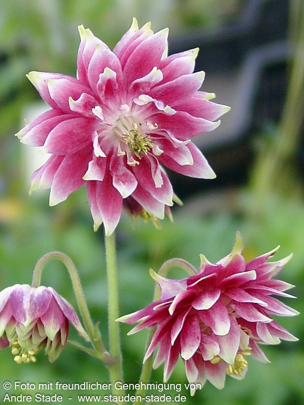 Gefüllte Akelei 'Nora Barlow' (Aquilegia vulgaris)