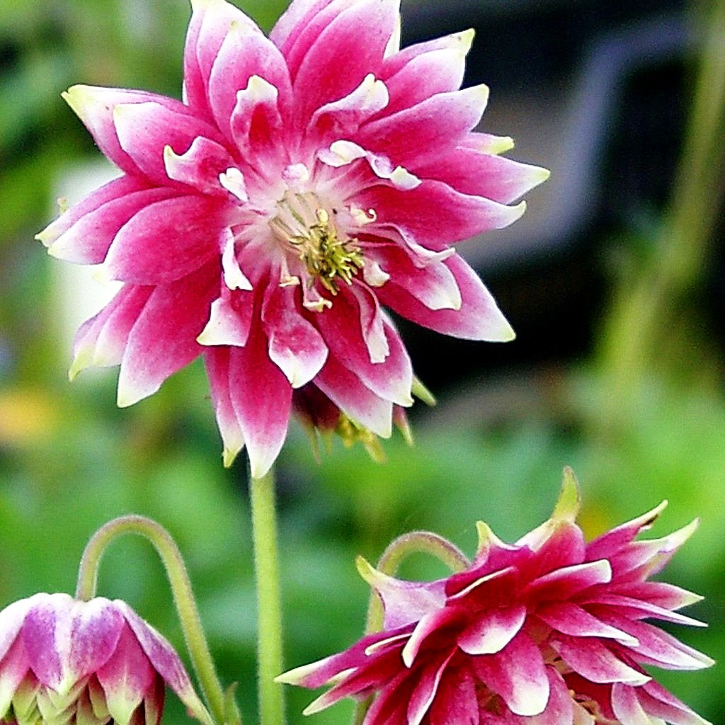 Gefüllte Akelei 'Nora Barlow' (Aquilegia vulgaris)