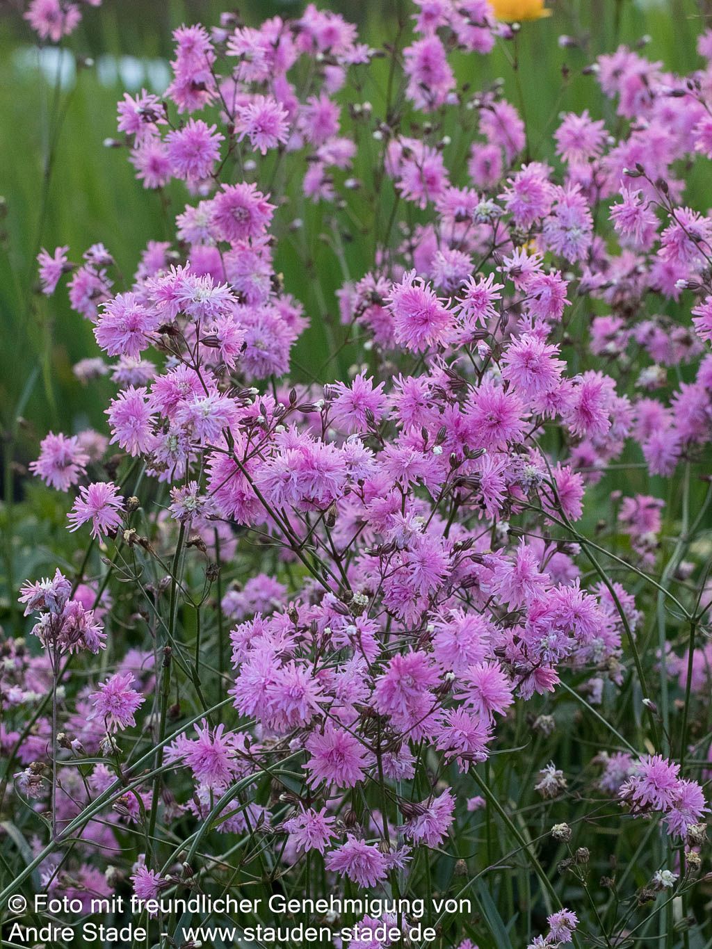 Gefüllte Kuckucks-Lichtnelke 'Petite Jenny' (Lychnis flos-cuculi)