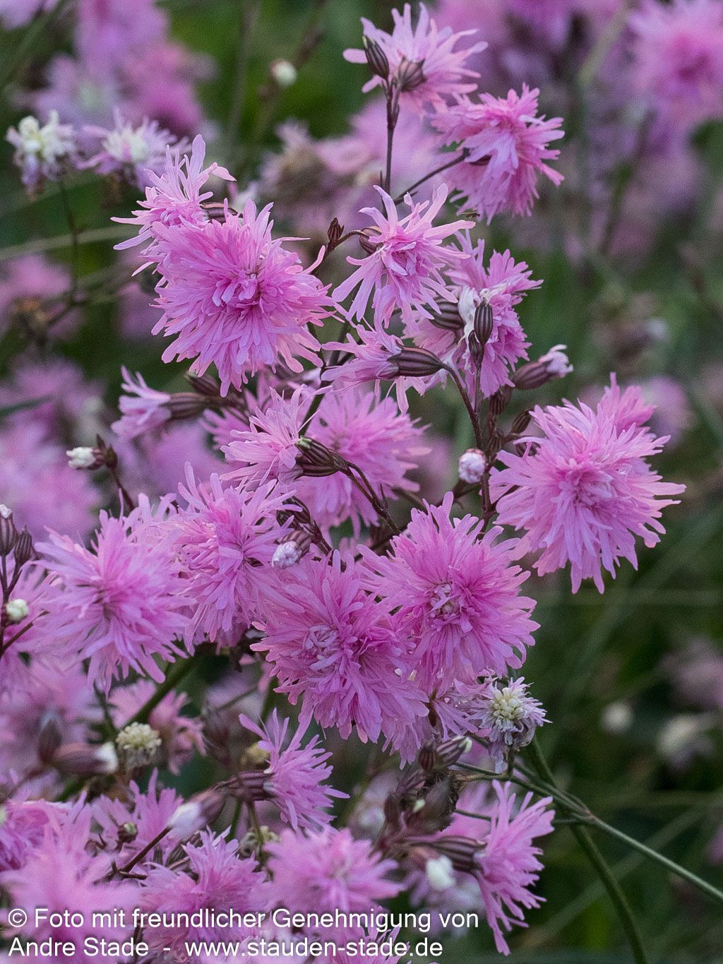 Gefüllte Kuckucks-Lichtnelke 'Petite Jenny' (Lychnis flos-cuculi)